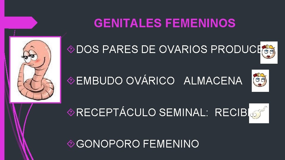 GENITALES FEMENINOS DOS PARES DE OVARIOS PRODUCE EMBUDO OVÁRICO ALMACENA RECEPTÁCULO SEMINAL: RECIBE GONOPORO