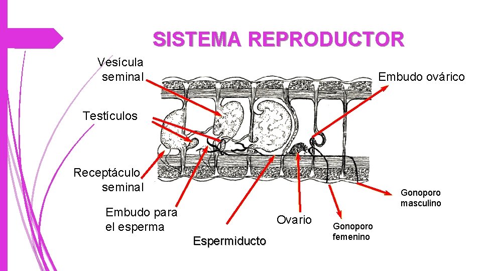 SISTEMA REPRODUCTOR Vesícula seminal Embudo ovárico Testículos Receptáculo seminal Gonoporo masculino Embudo para el