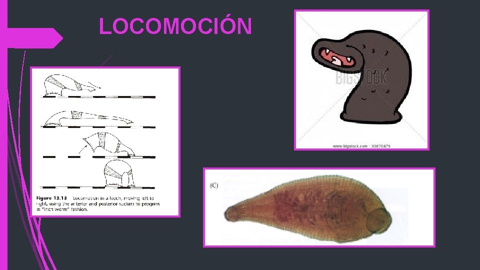 LOCOMOCIÓN 