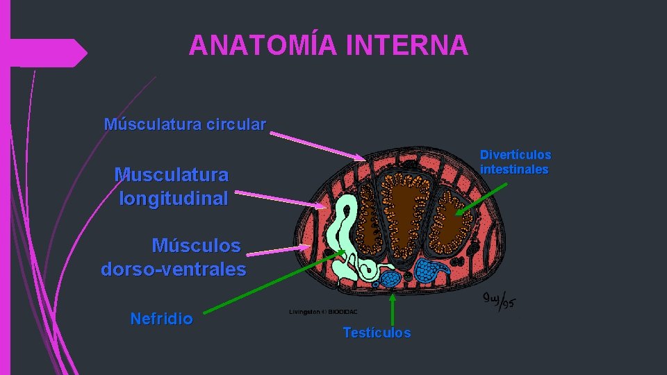 ANATOMÍA INTERNA Músculatura circular Divertículos intestinales Musculatura longitudinal Músculos dorso-ventrales Nefridio Testículos 