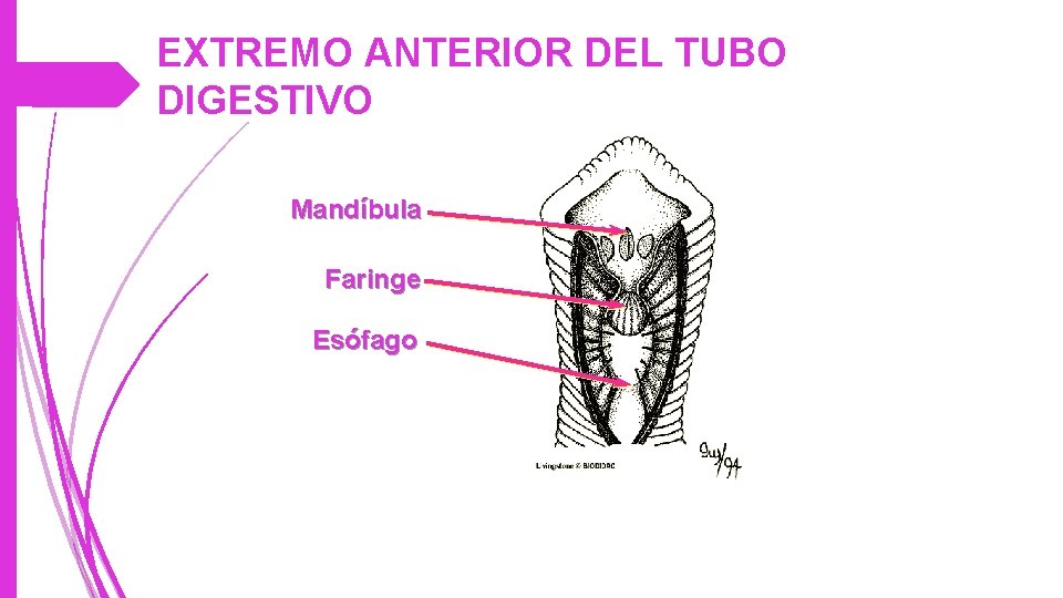 EXTREMO ANTERIOR DEL TUBO DIGESTIVO Mandíbula Faringe Esófago 