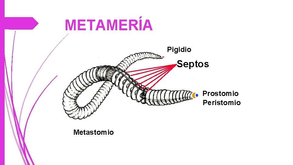 METAMERÍA Pigidio Septos Prostomio Peristomio Metastomio 