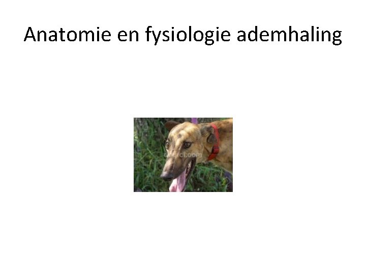 Anatomie en fysiologie ademhaling 