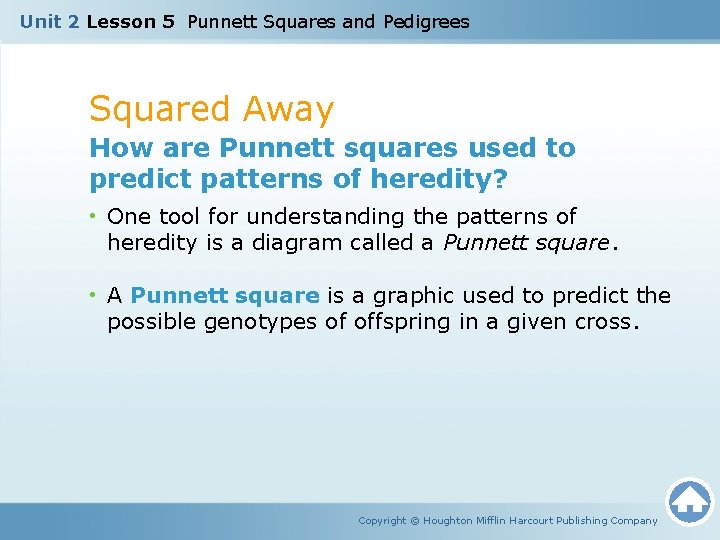 Unit 2 Lesson 5 Punnett Squares and Pedigrees Squared Away How are Punnett squares