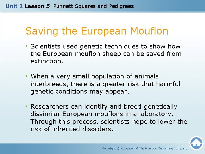 Unit 2 Lesson 5 Punnett Squares and Pedigrees Saving the European Mouflon • Scientists