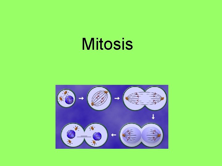 Mitosis Mitosis