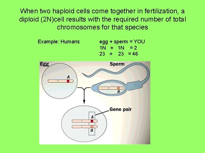 When two haploid cells come together in fertilization, a diploid (2 N)cell results with When two haploid cells come together in fertilization, a diploid (2 N)cell results with