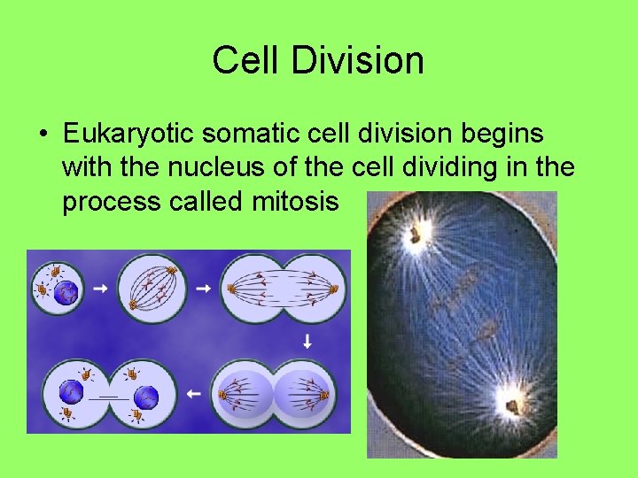 Cell Division • Eukaryotic somatic cell division begins with the nucleus of the cell Cell Division • Eukaryotic somatic cell division begins with the nucleus of the cell