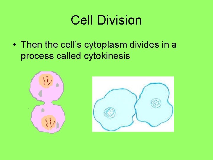 Cell Division • Then the cell’s cytoplasm divides in a process called cytokinesis Cell Division • Then the cell’s cytoplasm divides in a process called cytokinesis