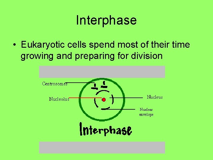 Interphase • Eukaryotic cells spend most of their time growing and preparing for division Interphase • Eukaryotic cells spend most of their time growing and preparing for division