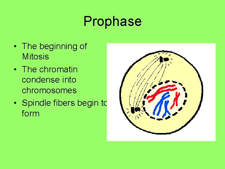 Prophase • The beginning of Mitosis • The chromatin condense into chromosomes • Spindle Prophase • The beginning of Mitosis • The chromatin condense into chromosomes • Spindle