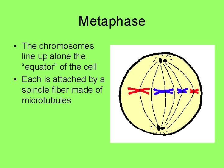 Metaphase • The chromosomes line up alone the “equator” of the cell • Each Metaphase • The chromosomes line up alone the “equator” of the cell • Each