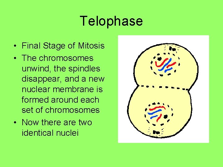 Telophase • Final Stage of Mitosis • The chromosomes unwind, the spindles disappear, and Telophase • Final Stage of Mitosis • The chromosomes unwind, the spindles disappear, and