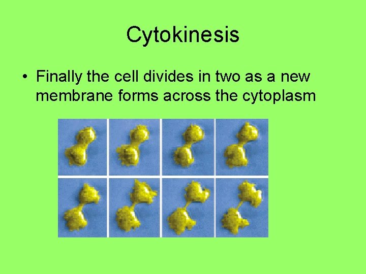 Cytokinesis • Finally the cell divides in two as a new membrane forms across Cytokinesis • Finally the cell divides in two as a new membrane forms across