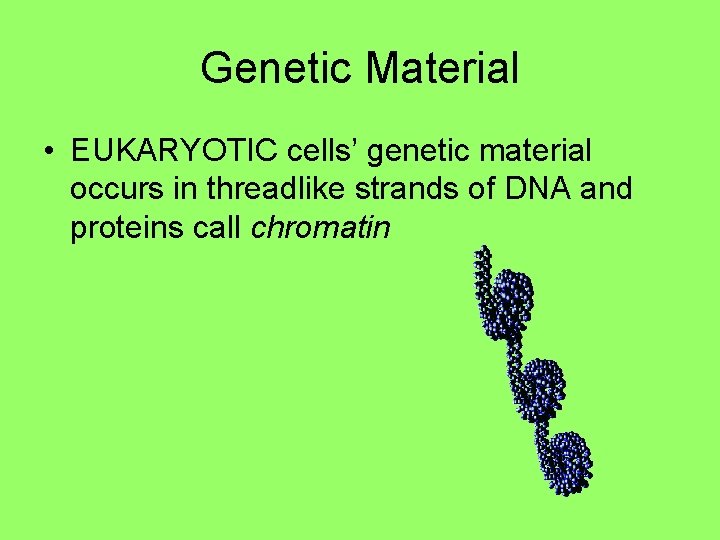 Genetic Material • EUKARYOTIC cells’ genetic material occurs in threadlike strands of DNA and Genetic Material • EUKARYOTIC cells’ genetic material occurs in threadlike strands of DNA and