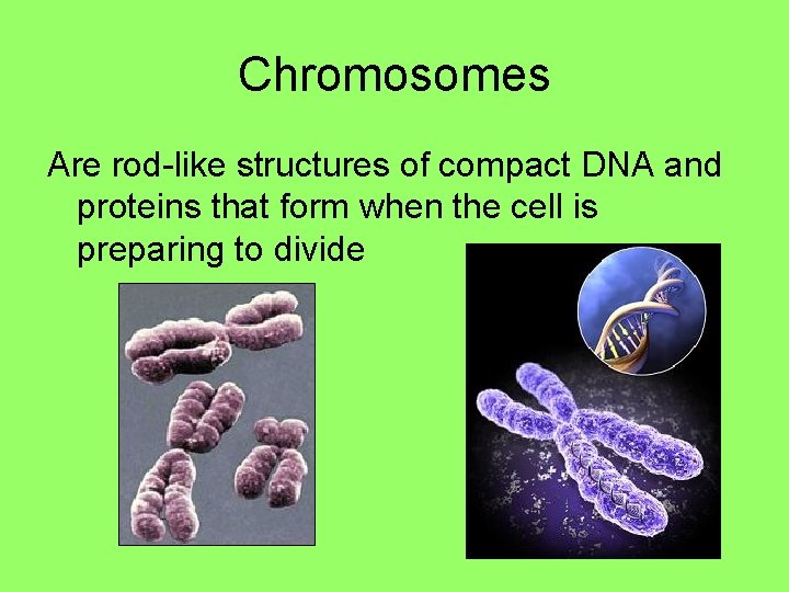 Chromosomes Are rod-like structures of compact DNA and proteins that form when the cell Chromosomes Are rod-like structures of compact DNA and proteins that form when the cell