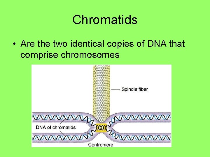 Chromatids • Are the two identical copies of DNA that comprise chromosomes Chromatids • Are the two identical copies of DNA that comprise chromosomes