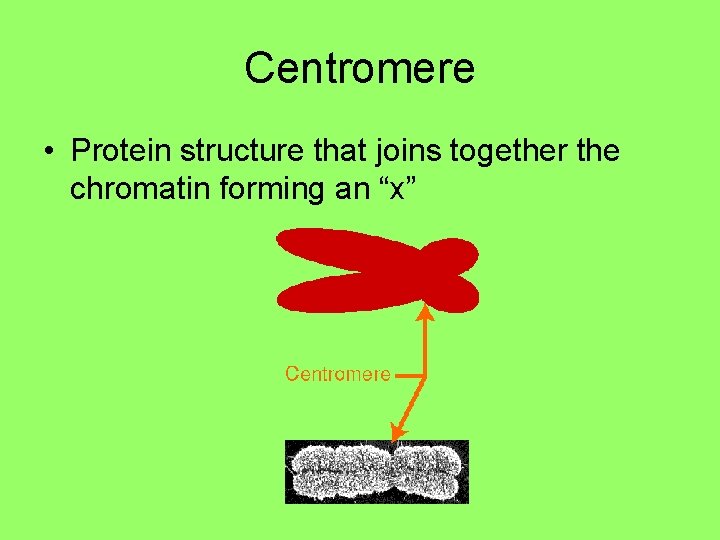 Centromere • Protein structure that joins together the chromatin forming an “x” Centromere • Protein structure that joins together the chromatin forming an “x”