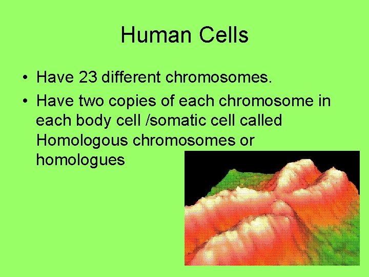 Human Cells • Have 23 different chromosomes. • Have two copies of each chromosome Human Cells • Have 23 different chromosomes. • Have two copies of each chromosome