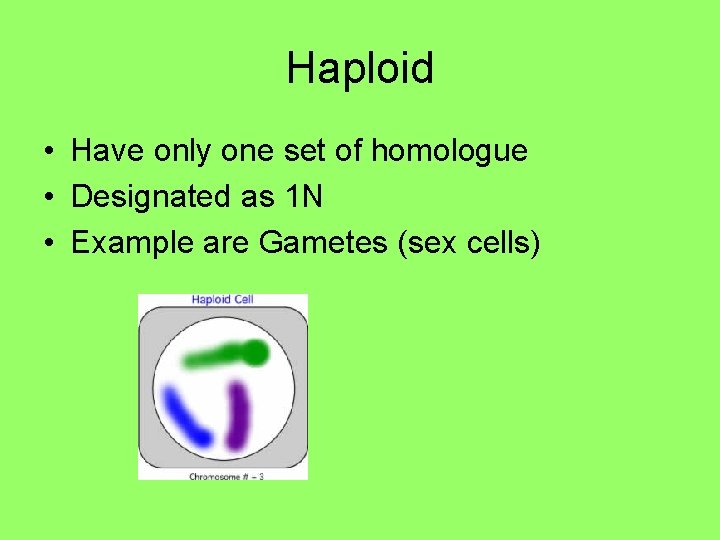 Haploid • Have only one set of homologue • Designated as 1 N • Haploid • Have only one set of homologue • Designated as 1 N •