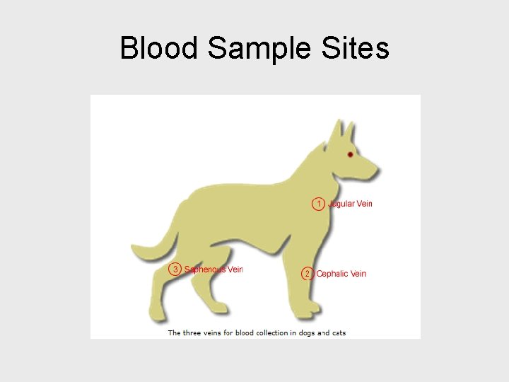 Blood Sample Sites 