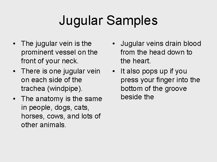 Jugular Samples • The jugular vein is the prominent vessel on the front of