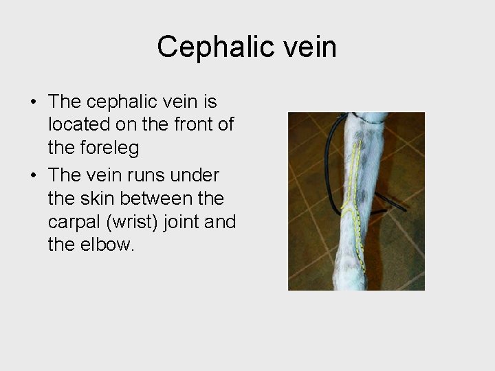 Cephalic vein • The cephalic vein is located on the front of the foreleg