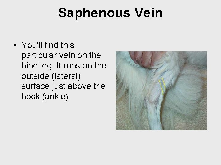 Saphenous Vein • You'll find this particular vein on the hind leg. It runs