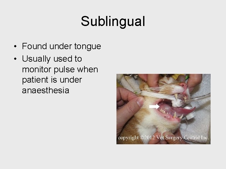 Sublingual • Found under tongue • Usually used to monitor pulse when patient is