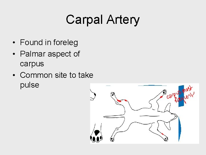 Carpal Artery • Found in foreleg • Palmar aspect of carpus • Common site