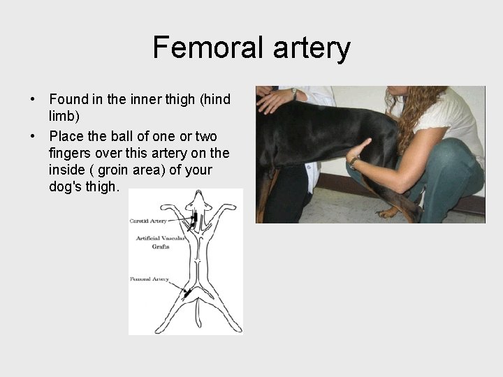 Femoral artery • Found in the inner thigh (hind limb) • Place the ball