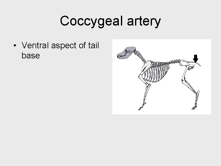 Coccygeal artery • Ventral aspect of tail base 