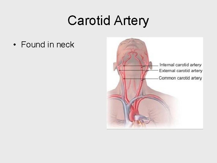 Carotid Artery • Found in neck 