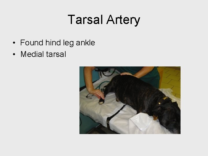 Tarsal Artery • Found hind leg ankle • Medial tarsal 