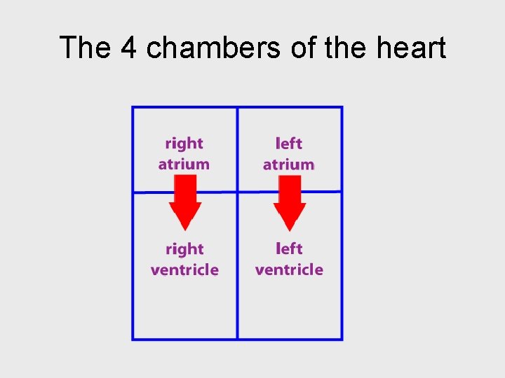 The 4 chambers of the heart 