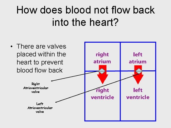 How does blood not flow back into the heart? • There are valves placed