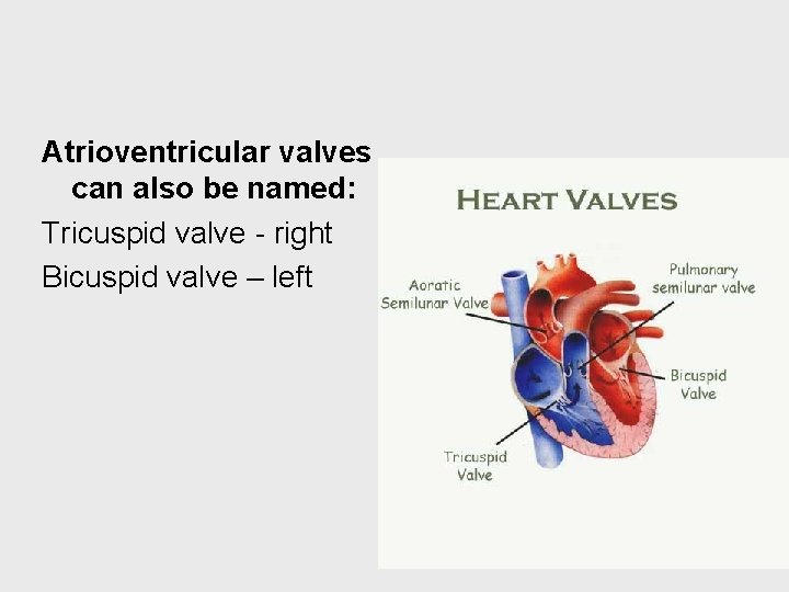 Atrioventricular valves can also be named: Tricuspid valve - right Bicuspid valve – left