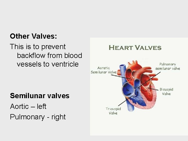 Other Valves: This is to prevent backflow from blood vessels to ventricle Semilunar valves