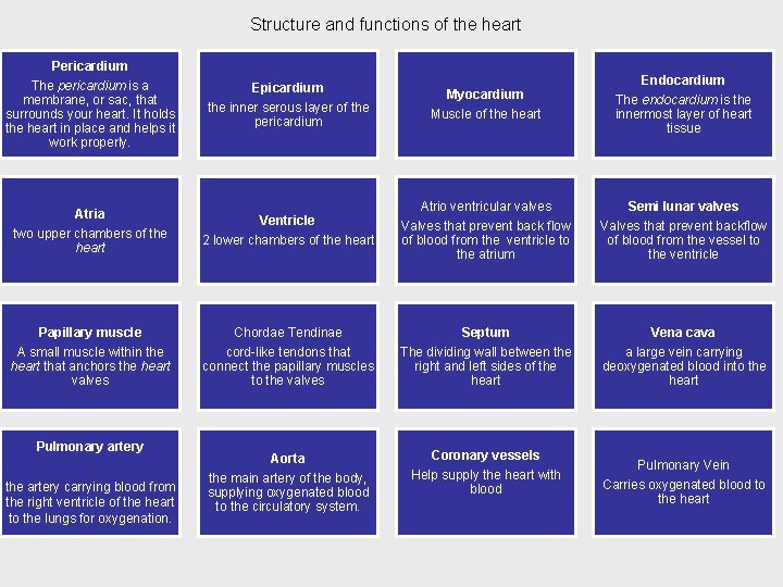 Structure and functions of the heart Pericardium Epicardium the inner serous layer of the