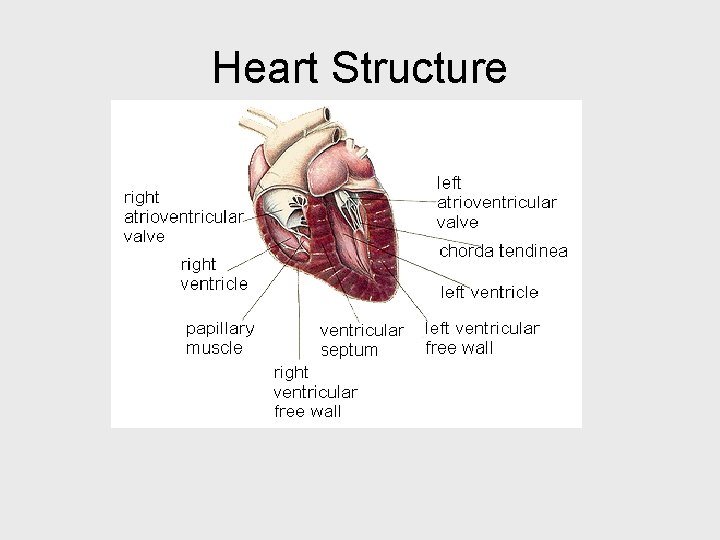 Heart Structure 