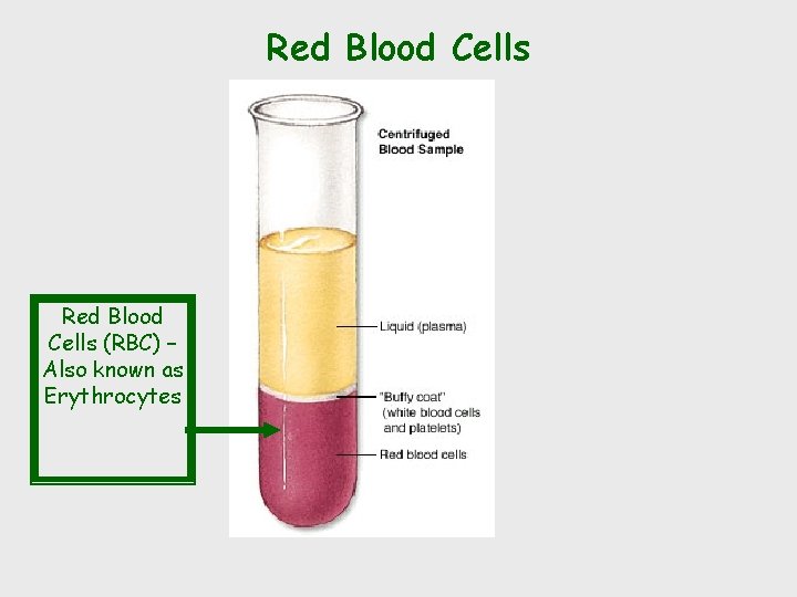 Red Blood Cells (RBC) – Also known as Erythrocytes 