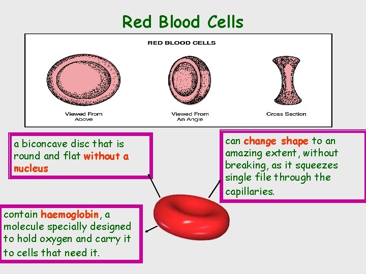 Red Blood Cells a biconcave disc that is round and flat without a nucleus