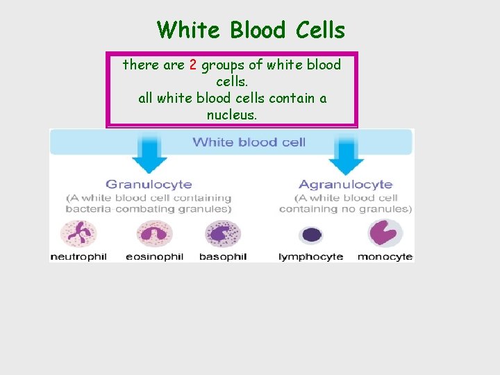 White Blood Cells there are 2 groups of white blood cells. all white blood