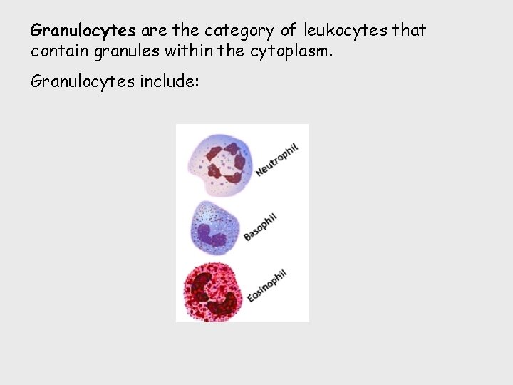 Granulocytes are the category of leukocytes that contain granules within the cytoplasm. Granulocytes include:
