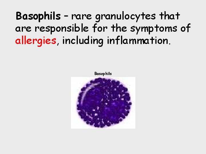 Basophils – rare granulocytes that are responsible for the symptoms of allergies, including inflammation.