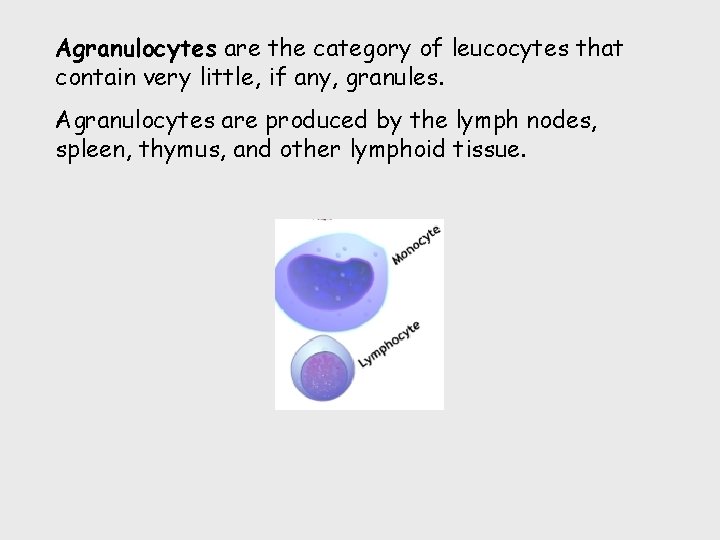 Agranulocytes are the category of leucocytes that contain very little, if any, granules. Agranulocytes