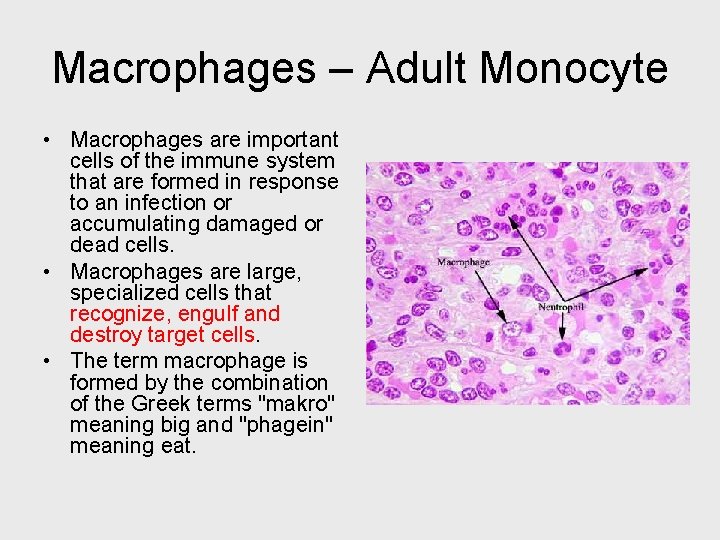 Macrophages – Adult Monocyte • Macrophages are important cells of the immune system that