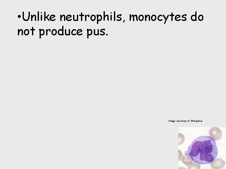  • Unlike neutrophils, monocytes do not produce pus. Image courtesy of Wikipedia. 