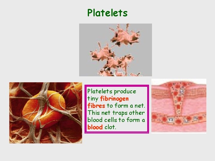 Platelets produce tiny fibrinogen fibres to form a net. This net traps other blood