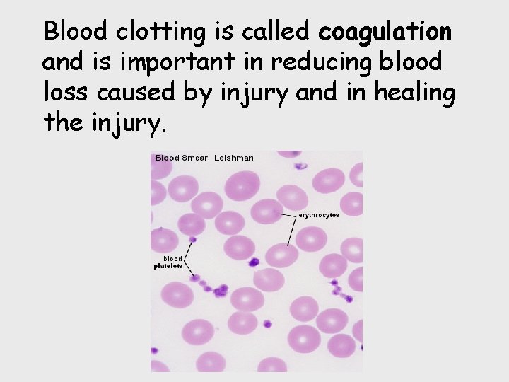 Blood clotting is called coagulation and is important in reducing blood loss caused by